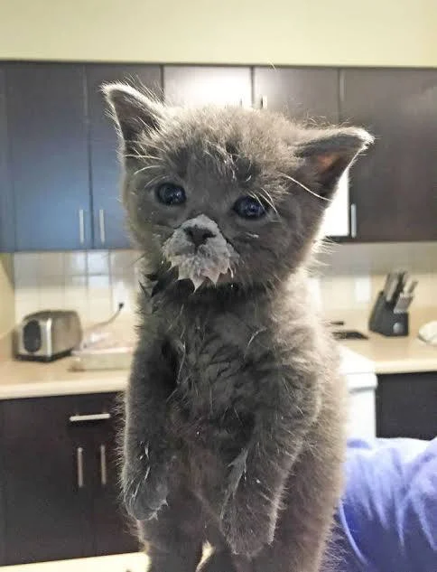 picture of cat wif mustache